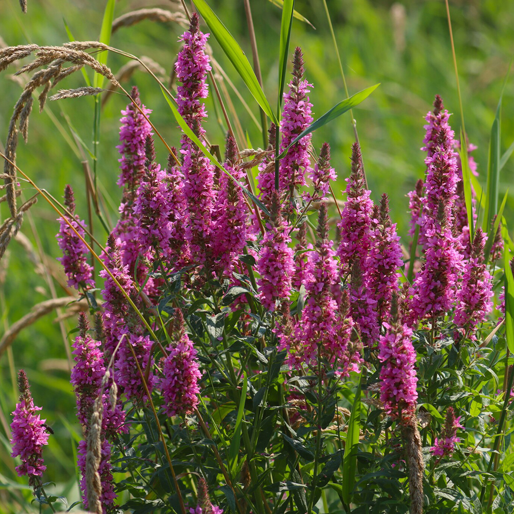 Many vibrant small purple flowers as tall densely multiple-flowered florets, Purple loosestrife (Lythrum salicaria), invasive species, introduced species, do not plant these, plant native flowers instead