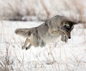 Mousing coyote, hunting in winter