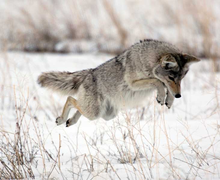 Coyotes Conjecture