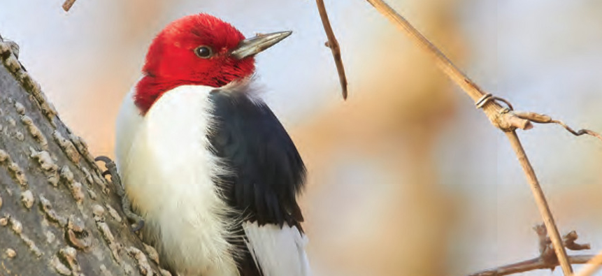 Red-headed woodpecker 