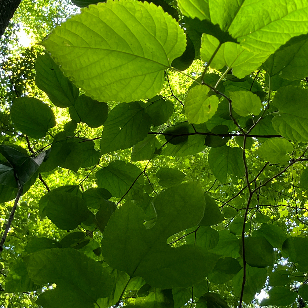 Red mulberry, Morus rubra