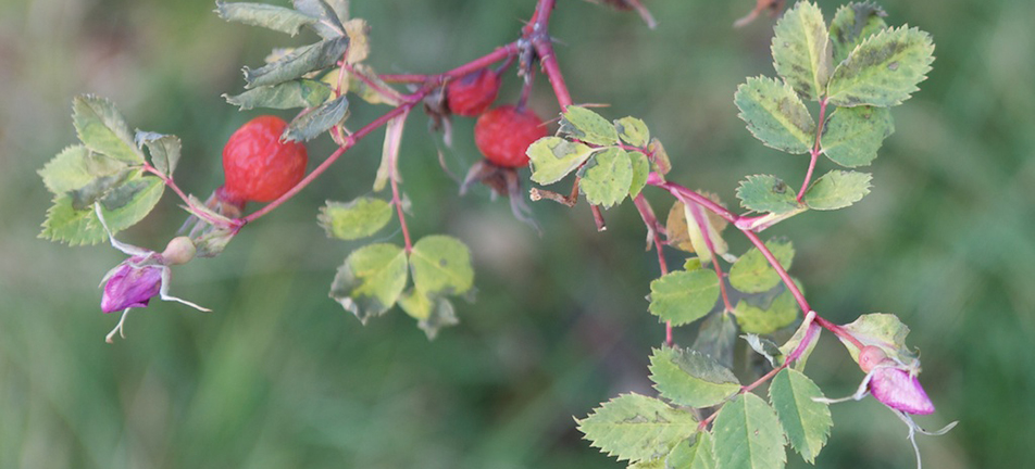 A prickly rose branch with red buds and small green leaves