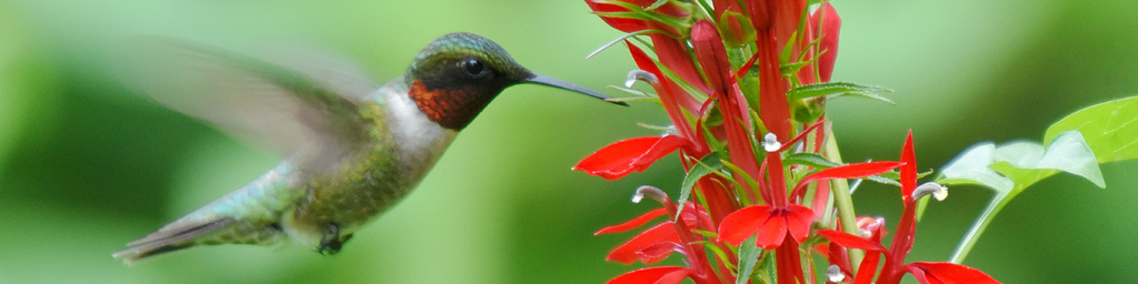 Ruby-throated hummingbird and cardinal flower