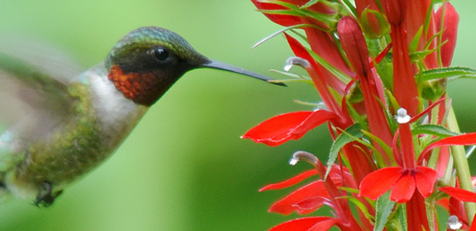 Ruby-throated hummingbird and cardinal flower