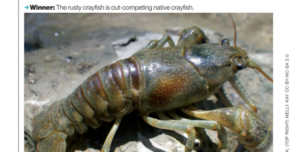 Crayfish Guide - ON Nature Magazine