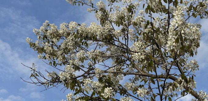 Many clusters of dazzling white star-like flowers in a springtime blooming beautiful serviceberry tree native to Ontario