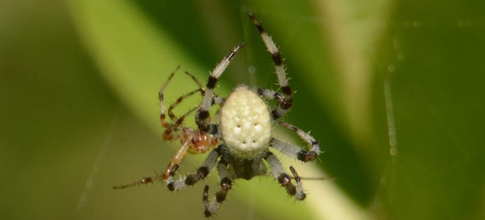Shamrock orbweaver spider on its web over leaves