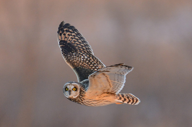 Short-eared owl, species at risk of special concern