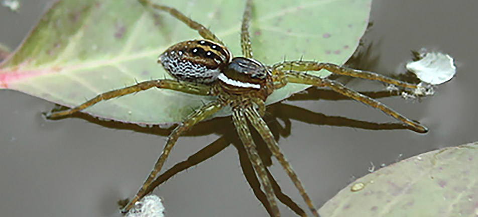 Six-spotted fishing spider in a water puddle surrounded by leaves