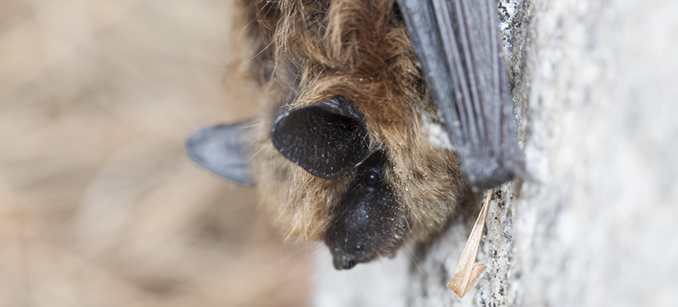 Eastern small-footed bat