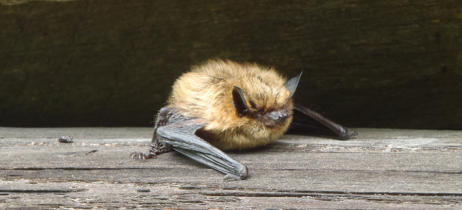 Eastern small-footed bat 