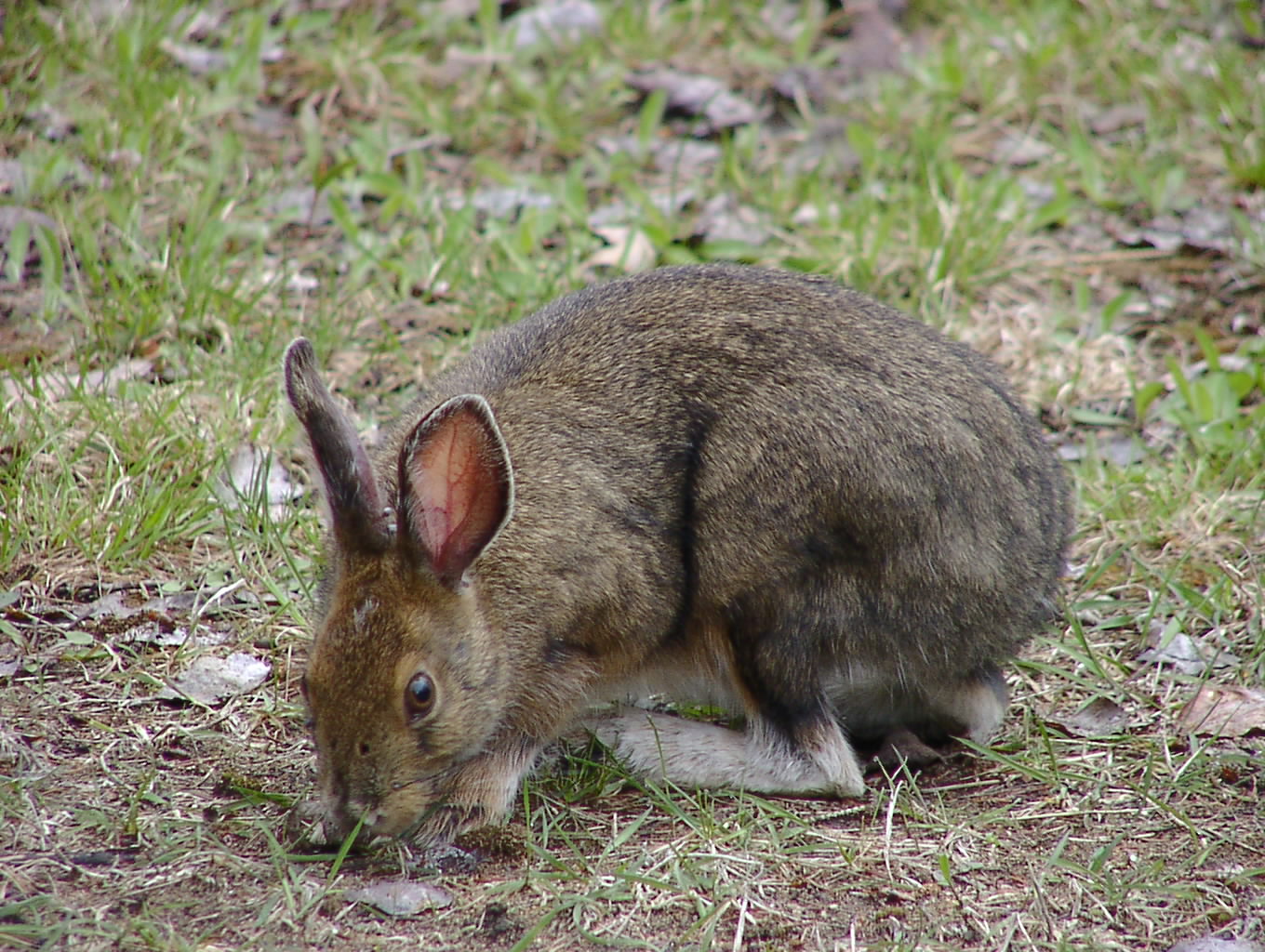 Snowshoe hare 