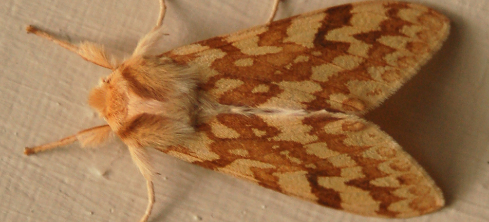 Spotted tussock moth