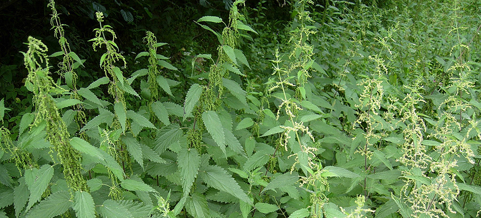 A bunch of stinging nettles