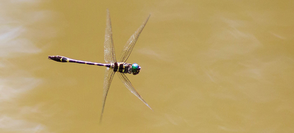 Swift river cruiser dragonfly