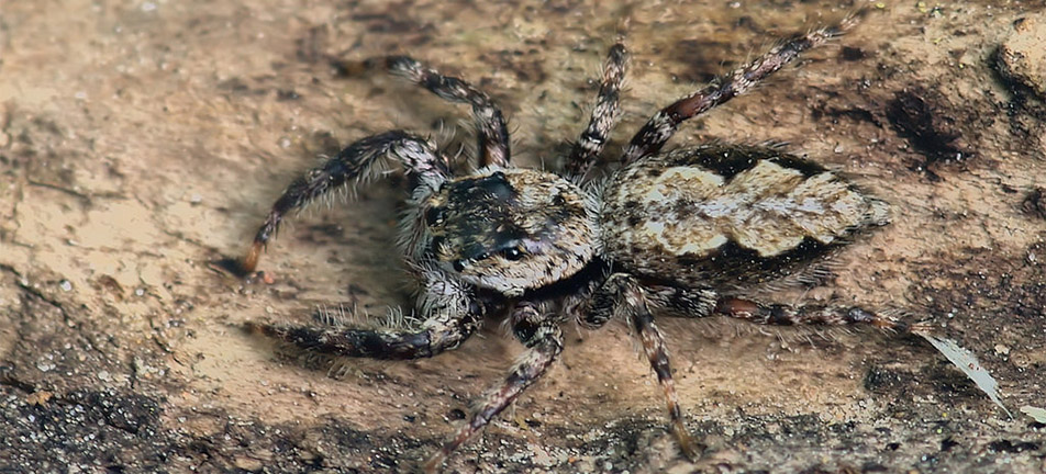 Close up of a tan jumping spider on a tree