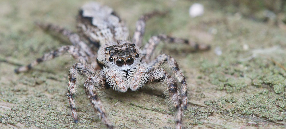 Close up of a tan jumping spider