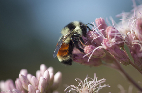 Cambridge Pollinator Preserve