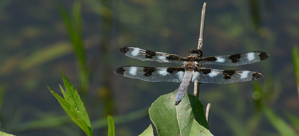 Twelve-spotted skimmer dragonfly