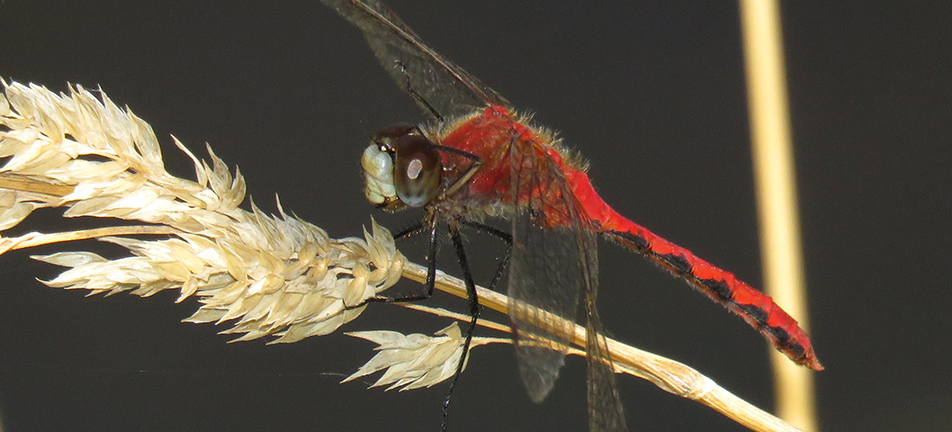 White-faced meadowhawk dragonfly