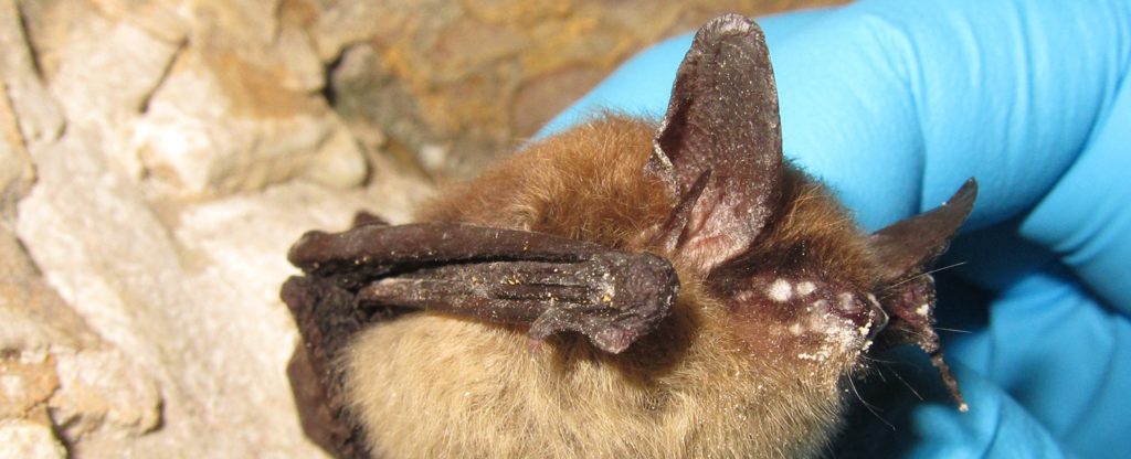Northern long-eared myotis with white-nose syndrome,