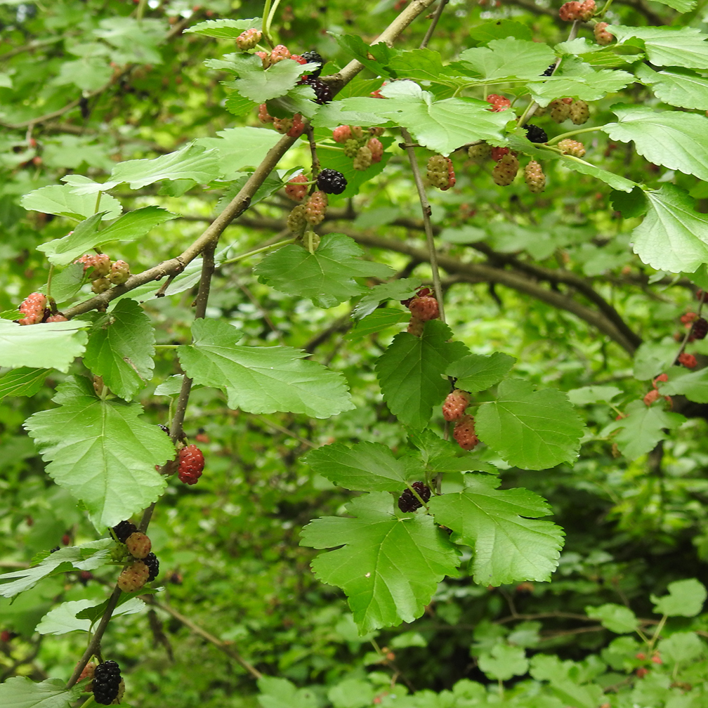 white mulberry with early and mature berries, introduced invasive species