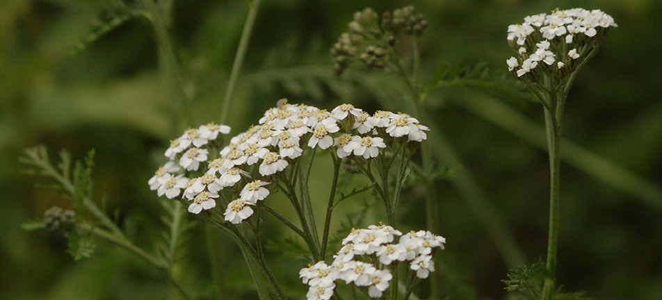 white common yarrow flowers over a blurry background of leaves