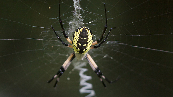 Yellow garden spider hanging from its web on a dark green background 