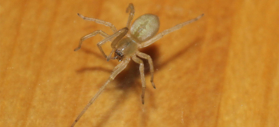 Yellow sac spider on a wooden floor