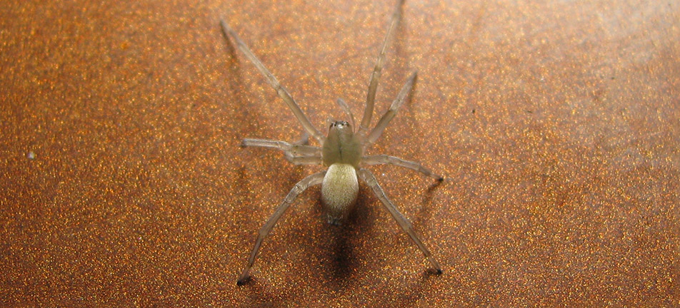 Yellow sac spider on a brown background