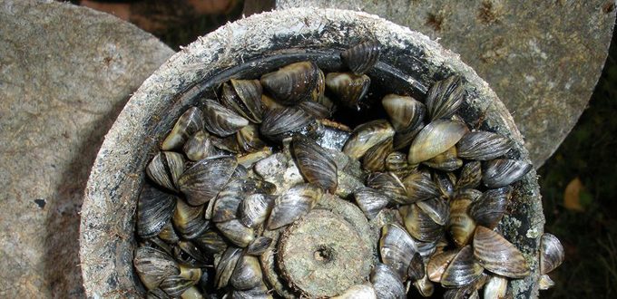 Zebra mussels, invasive species
